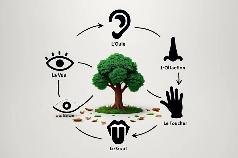 Comment pratiquer la sylvothérapie en forêt : guide complet