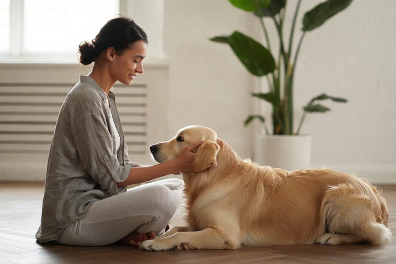 Qu'est-ce que la communication animale et comment ça marche ?