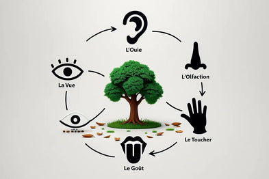 Comment pratiquer la sylvothérapie en forêt : guide complet