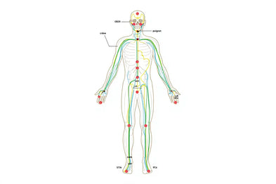 Guide des points d'acupression : bienfaits et auto-massage