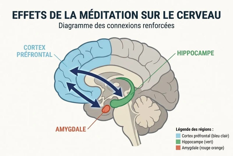 Plasticité neuronale et méditation : ce que dit la neuroscience